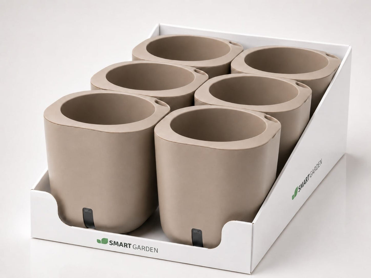 Aurelia Classic 6-pack