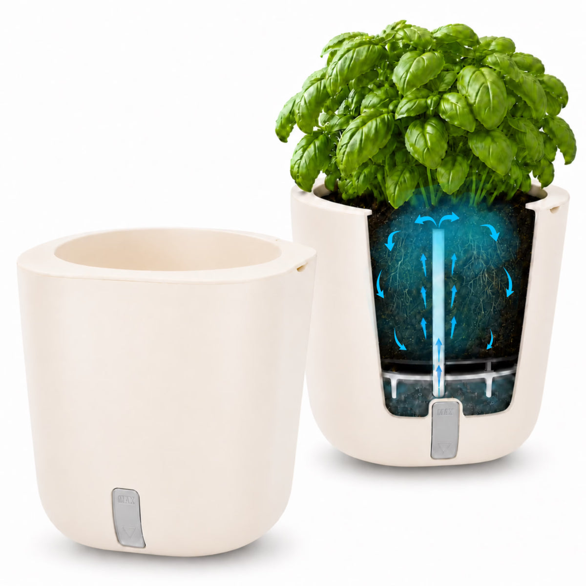AURELIA