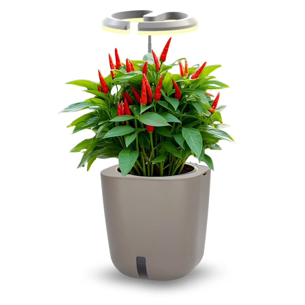 AURELIA PRO
