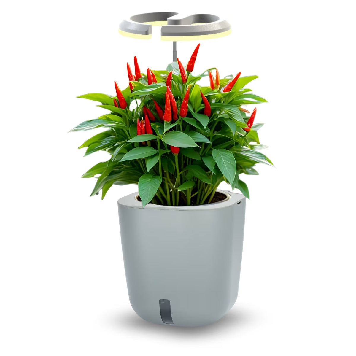 AURELIA PRO